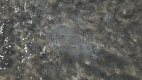 Video - Close up of a transparent jellyfish floating in shallow clear water with sunlight reflections