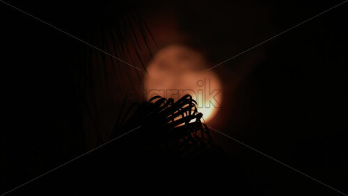 Video - A palm leaf gently moves in front of a glowing moon, creating a serene tropical silhouette