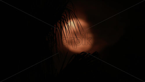 Video - A palm leaf gently moves in front of a glowing moon, creating a serene tropical silhouette