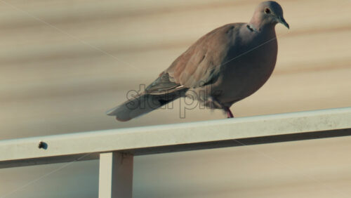 Video - A calm dove perched on a balcony railing under warm sunlight