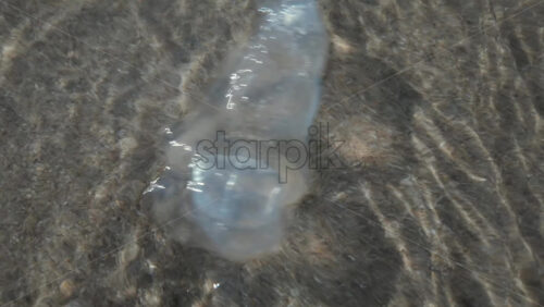 Video - Close up of a transparent jellyfish floating in shallow clear water with sunlight reflections