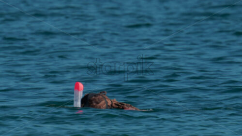 Video - A swimmer wearing a full face snorkel mask floats and explores the calm turquoise sea