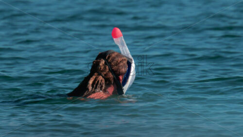 Video - A woman with dreadlocks and a snorkel mask swims gently on the surface of the water