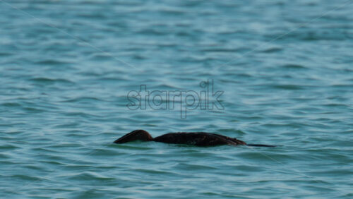Video - A cormorant calmly floats on the blue sea near Golfe Juan, France
