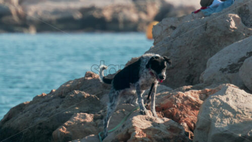 Video - A black and white dog stands alert on seaside rocks, looking toward its owner