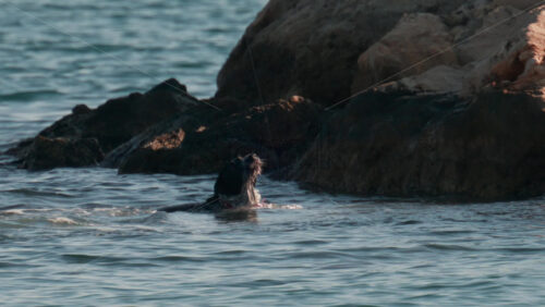 Video - A dog splashes playfully against the coastal rocks, surrounded by gentle Mediterranean waves
