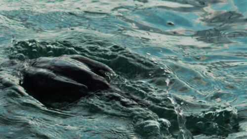 Video - A cormorant swims and dives into the clear blue sea near the coast