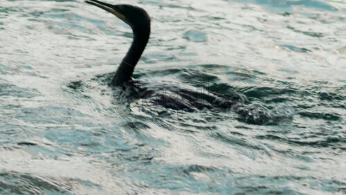 Video - A cormorant swims and dives into the clear blue sea near the coast
