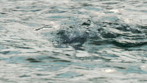 Video - A cormorant swims and dives into the clear blue sea near the coast