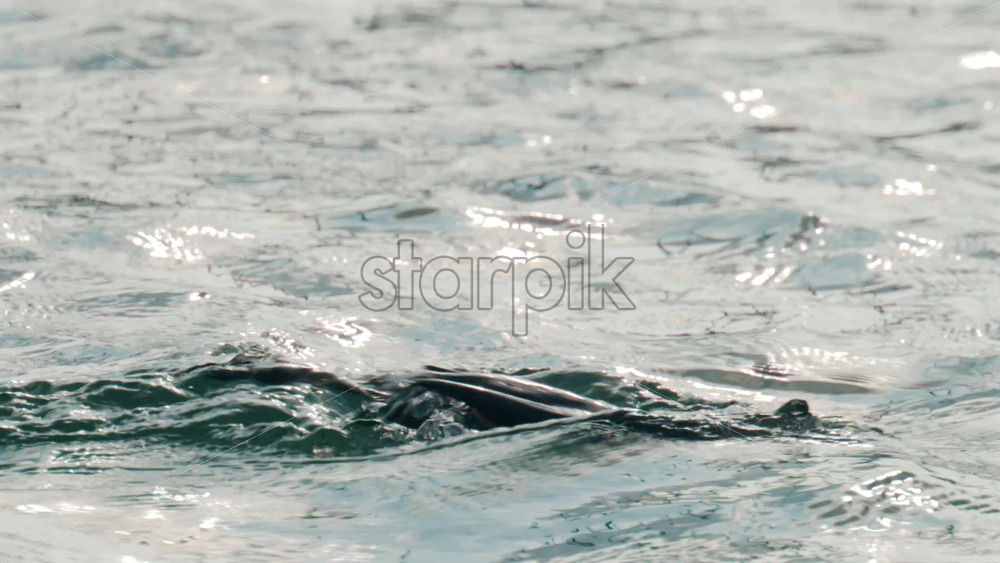 Video - A cormorant swims and dives into the clear blue sea near the coast