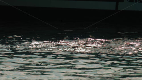 Video - A school of small fish splashes and jumps near the surface of calm water, sparkling in the sun