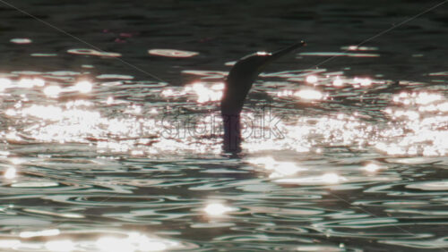 Video - A cormorant swims and dives into the clear blue sea near the coast