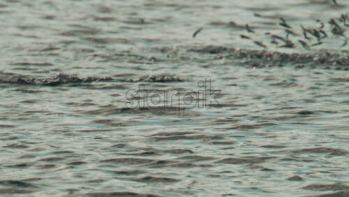 Video - A cormorant swims among jumping fish, diving and resurfacing as it hunts