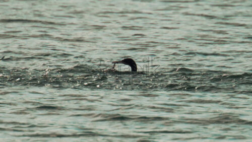 Video - A cormorant swims among jumping fish, diving and resurfacing as it hunts