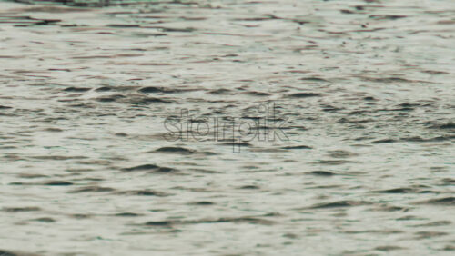 Video - A cormorant swims and dives into the clear blue sea near the coast