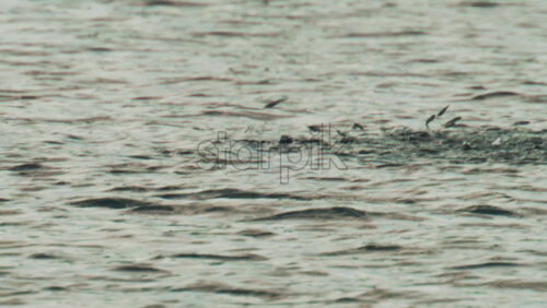 Video - A school of small fish splashes and jumps near the surface of calm water, sparkling in the sun