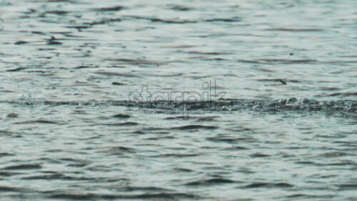 Video - A school of small fish splashes and jumps near the surface of calm water, sparkling in the sun