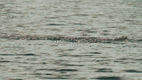 Video - A cormorant swims among jumping fish, diving and resurfacing as it hunts