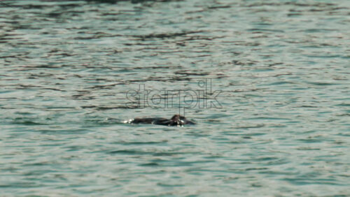Video - A cormorant swims and dives into the clear blue sea near the coast