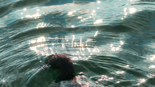 Video - A black cormorant calmly floats on the sea surface under soft light