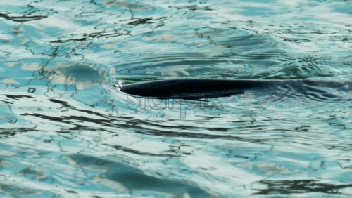 Video - A cormorant swims and dives into the clear blue sea near the coast
