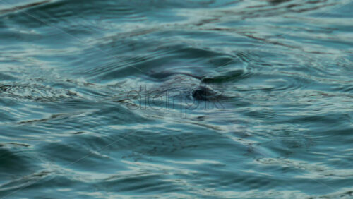 Video - A cormorant swims and dives into the clear blue sea near the coast