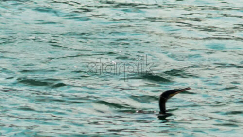 Video - A cormorant swims and dives into the clear blue sea near the coast