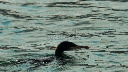Video - A cormorant swims and dives into the clear blue sea near the coast