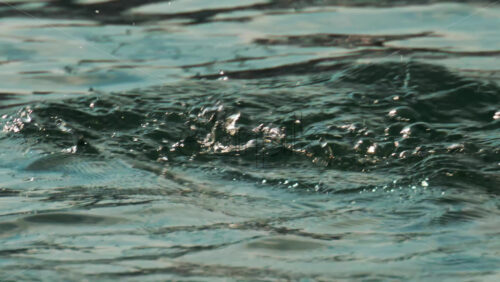 Video - A cormorant swims and dives into the clear blue sea near the coast