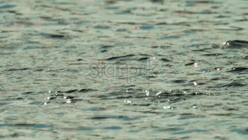 Video - Close up of dozens of fish leaping from the sea near the shore