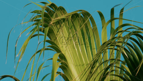Video - Vibrant green palm leaves sway gently in the breeze under a cloudless blue sky