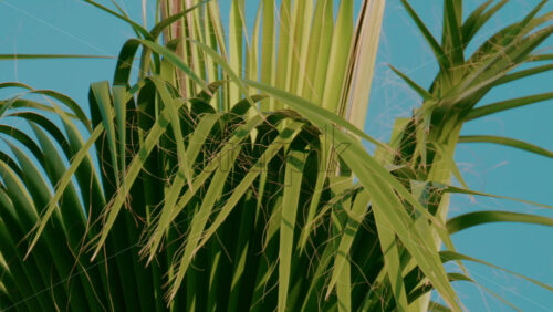 Video - Vibrant green palm leaves sway gently in the breeze under a cloudless blue sky