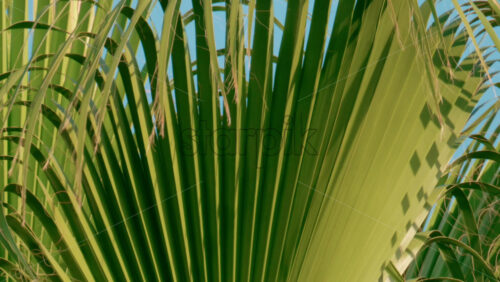Video - Vibrant green palm leaves sway gently in the breeze under a cloudless blue sky
