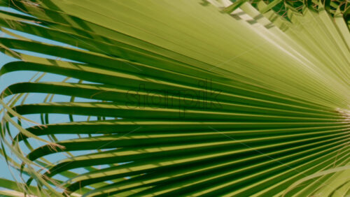 Video - Vibrant green palm leaves sway gently in the breeze under a cloudless blue sky
