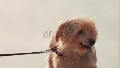 Video - A close up of a small fluffy dog panting happily while standing outdoors