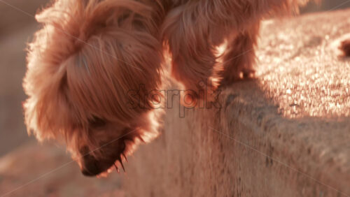 Video - Close up of a small dog sniffing the ground illuminated by warm sunset light
