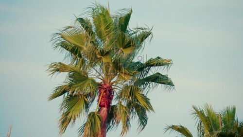 Video - Tall palm trees move gently in the summer breeze against a pale blue sky