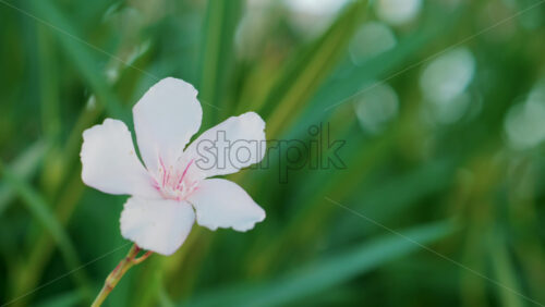 Video - Close up of a delicate white flower with pink details gently swaying in the breeze against a lush green background