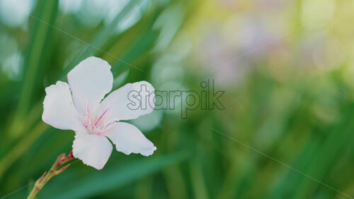 Video - Close up of a delicate white flower with pink details gently swaying in the breeze against a lush green background