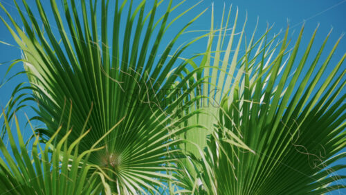 Video - Vibrant green palm leaves sway gently in the breeze under a cloudless blue sky