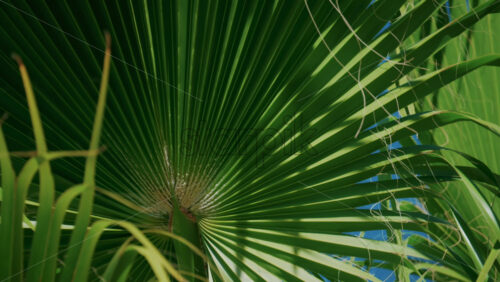 Video - Vibrant green palm leaves sway gently in the breeze under a cloudless blue sky