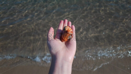 Video - Close up of a hand holding a seashell against a clear blue sea background