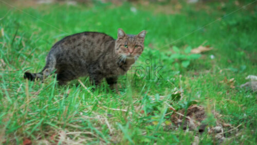 Video - Close up of a striped tabby cat sitting calmly in tall green grass and staring directly at the lens