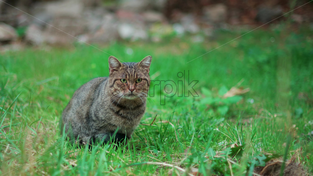 Video - Close up of a striped tabby cat sitting calmly in tall green grass and staring directly at the lens