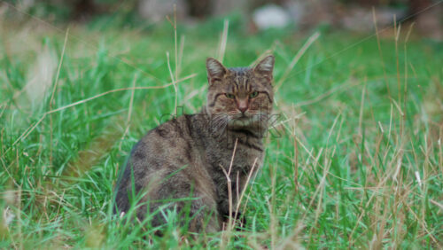 Video - Close up of a striped tabby cat sitting calmly in tall green grass and staring directly at the lens