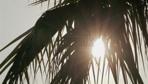 Video - View of sunlight filtering through tropical palm leaves in the afternoon