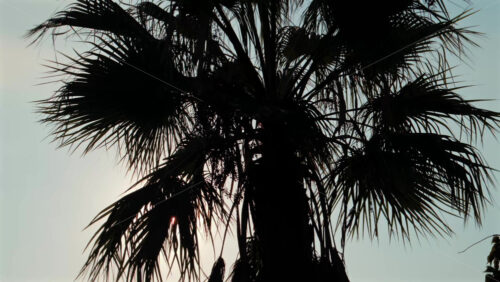Video - View of sunlight filtering through tropical palm leaves in the afternoon