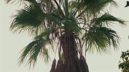 Video - View of sunlight filtering through tropical palm leaves in the afternoon