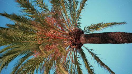 Video - Upward view of a tall palm tree with green leaves swaying against a clear blue sky. Vertical