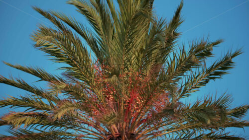 Video - Upward view of a tall palm tree with green leaves swaying against a clear blue sky